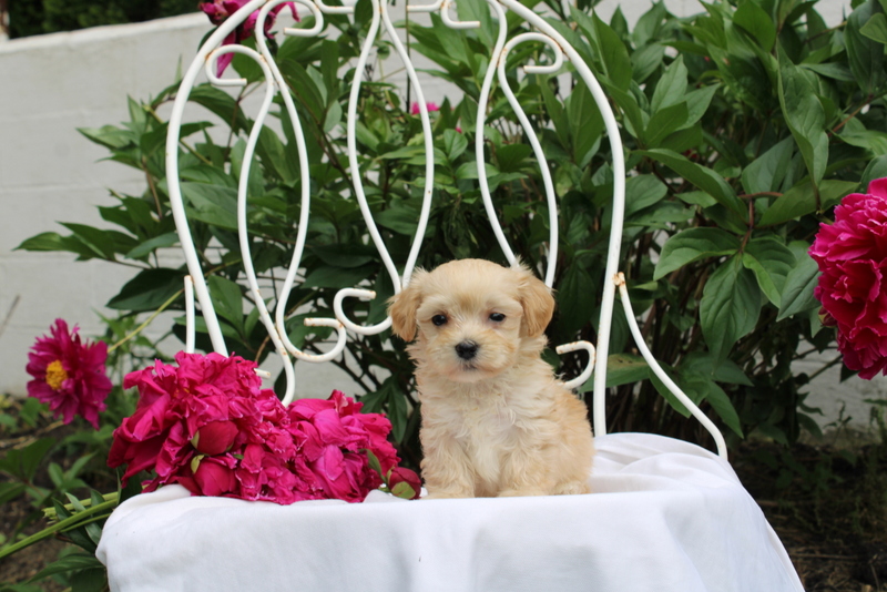 puppy, for, sale, Maltipoo, Matthew B. Stoltzfus, dog, breeder, Gap, PA, dog-breeder, puppy-for-sale, forsale, nearby, find, puppyfind, locator, puppylocator, aca
